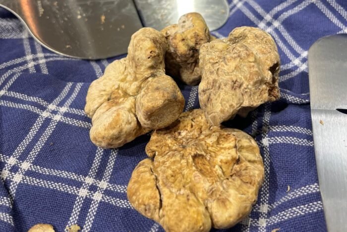 Trufa blanca fresca (Tuber Magnatum) de Alba, Italia, sobre tabla de madera, lista para laminar y usar en platos gourmet como pasta o risotto.